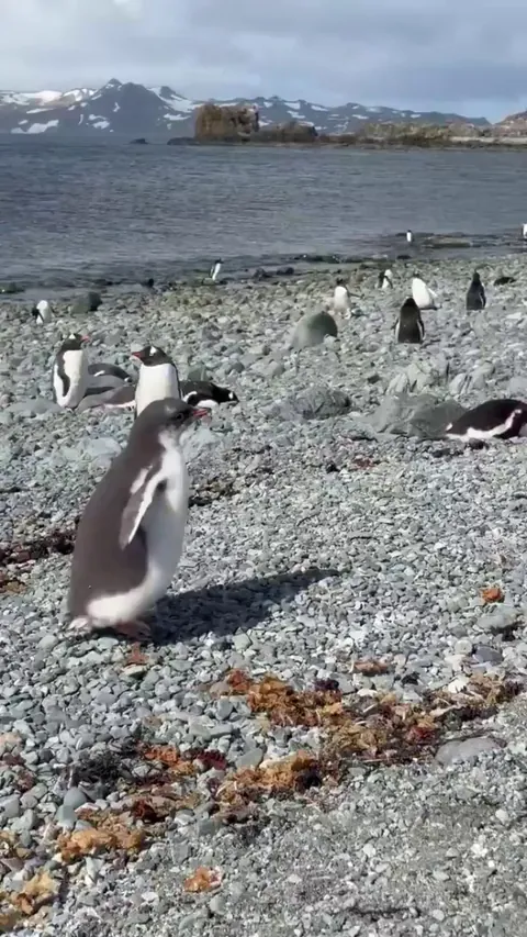 Polar chase ended up in collateral damage