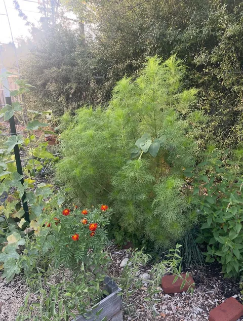 So annoyed at this giant cosmos with NO FLOWERS