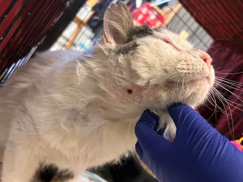 What a change 2 months can make- Foster Fail- read for a happy end 😻