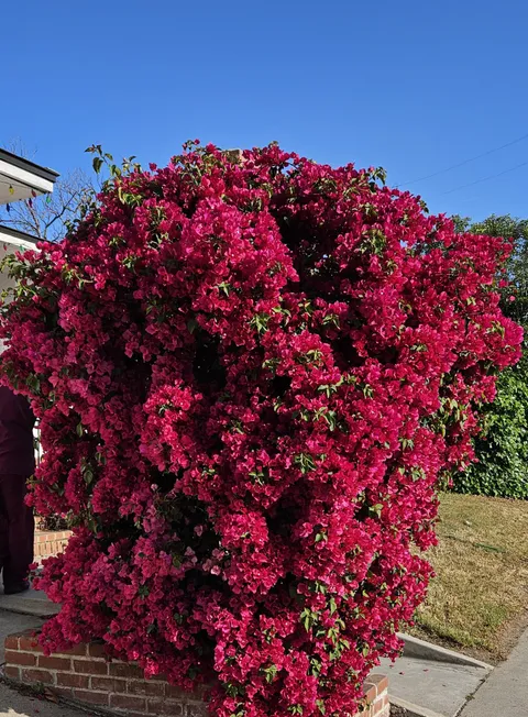 Our bougainvillea in full bloom 😍🪴