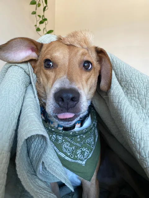 Good Boy w/ a Mohawk