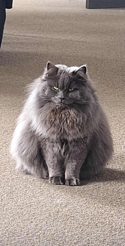 What breed is my boy?