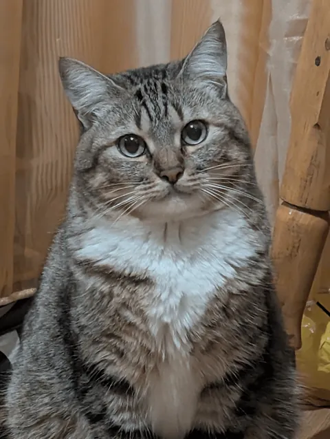 Hello reddit, meet my cat Seva, he is a very sweet and affectionate cat and he REALLY loves play❤️