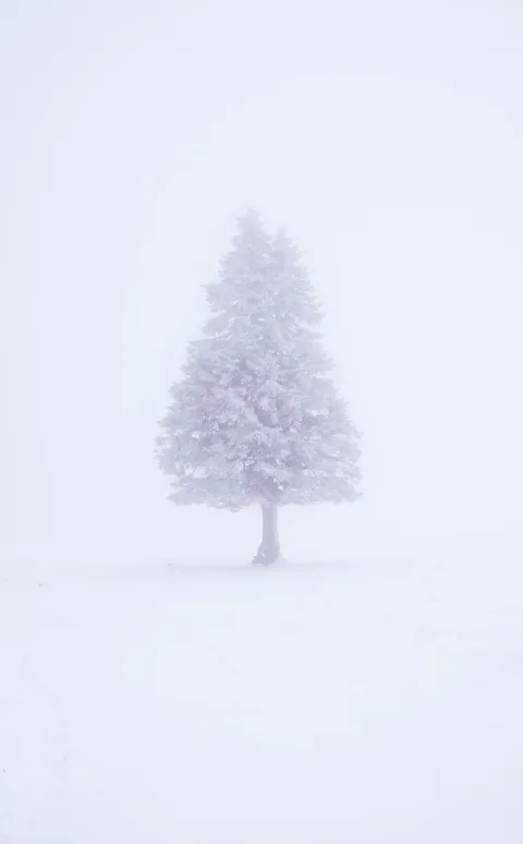 ITAP of a tree in the alpine snow