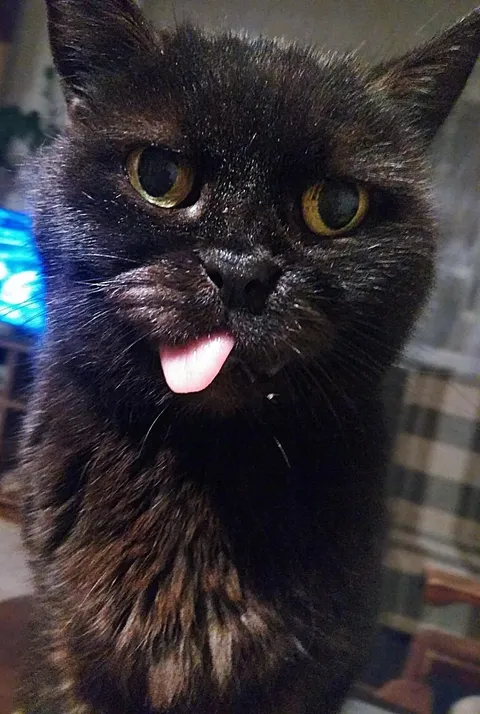 This is my cat. She is almost 20.