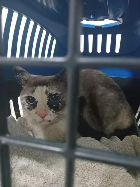 my cat's just gotten hospitalized and I can't stop crying