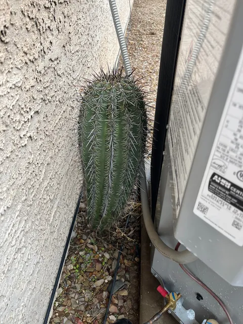 Arizona saguaro removal