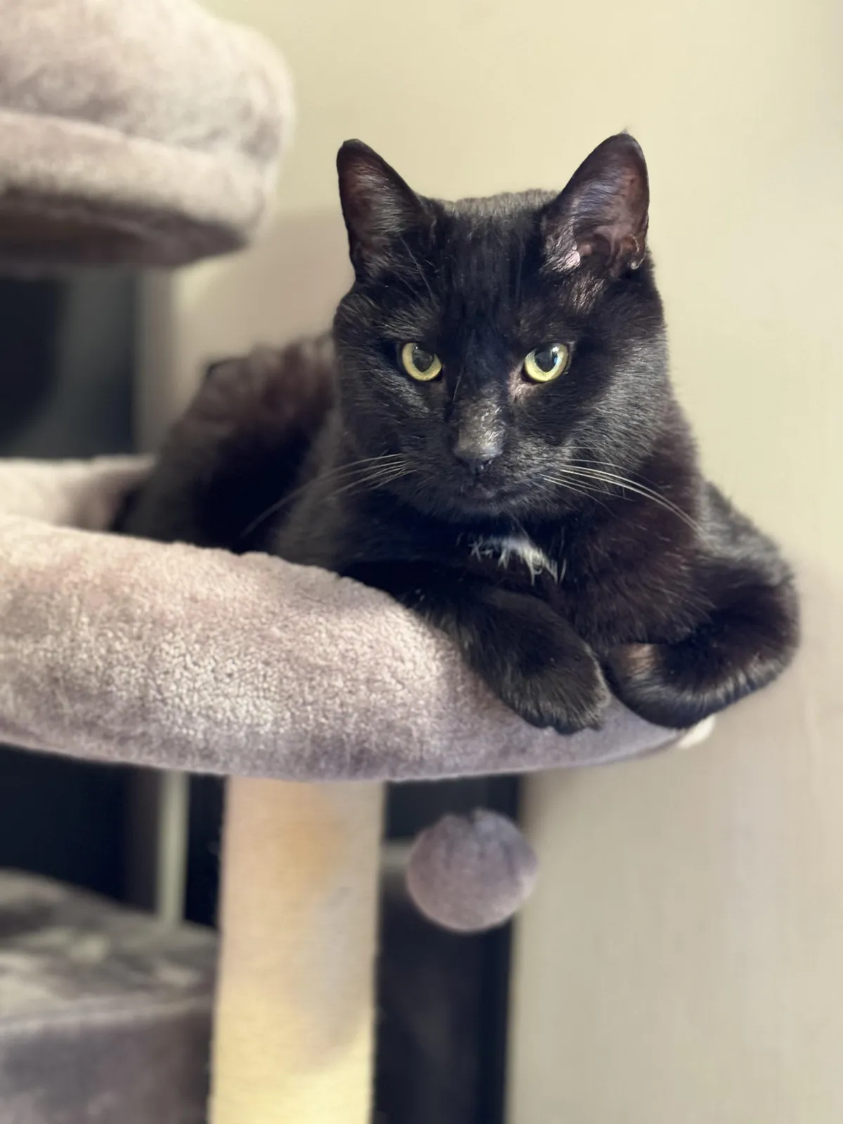 My sweet baby, Jasper, was diagnosed with lymphoma. I’m enjoying the final moments I have with him. He’s only 5. My heart is broken. 