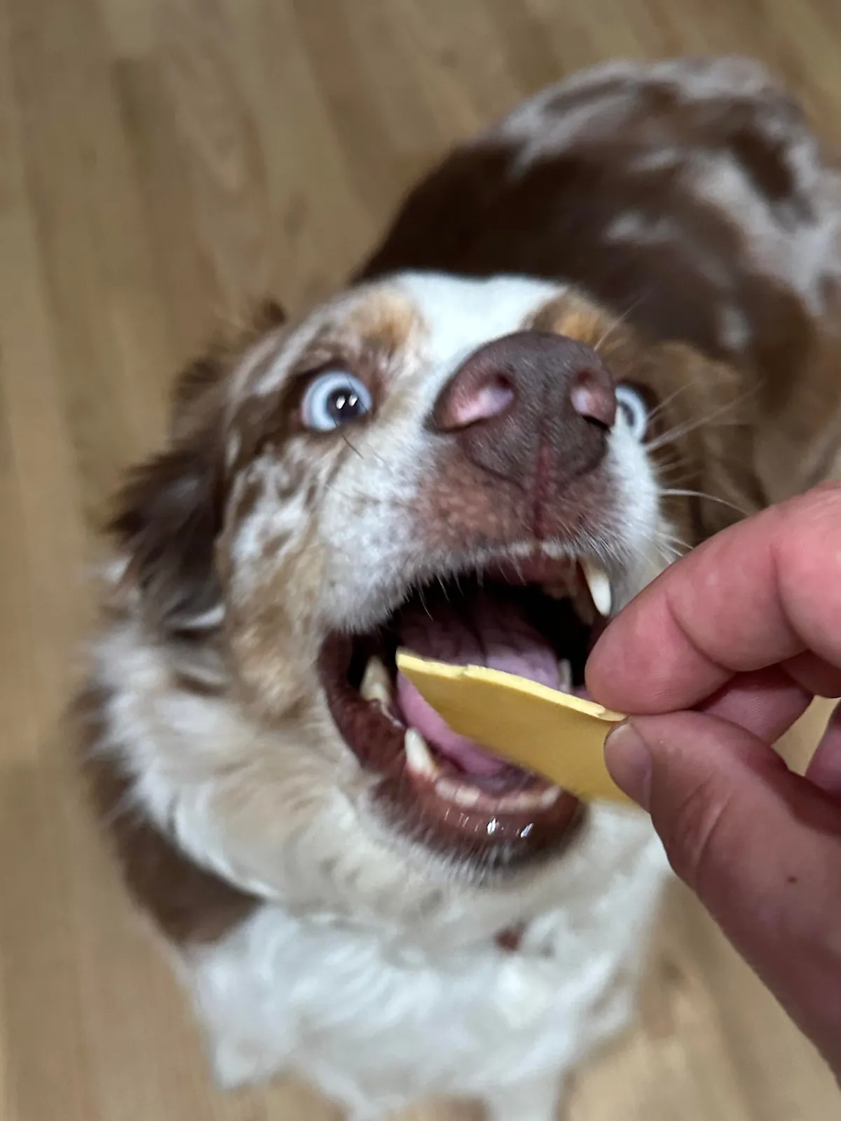 [homemade] nashville hot chicken salad sandwich. kinda.