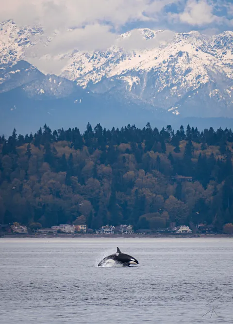 ITAP of an Orca and the Olympic Mountains