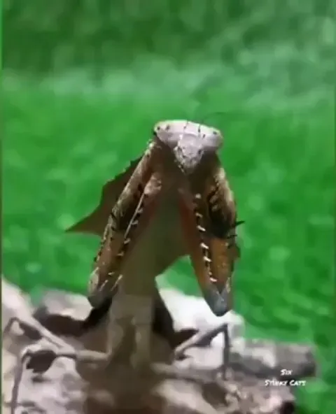 🔥 The Malaysian Dead Leaf Mantis mimicking a mouth with teeth to scare off predators.