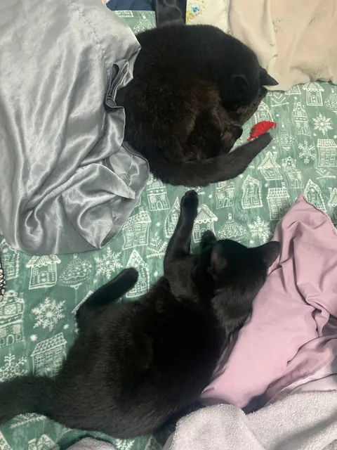 22 Years Old and Still Runs The House