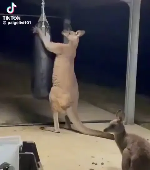 For the people saying that they would box one up. no you wouldn’t, hope this helps