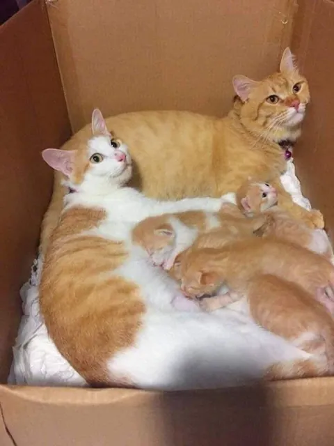 Mommy, Daddy, and their sweet little furballs!🧡