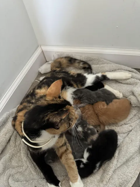 Update: my cat was in fact pregnant.