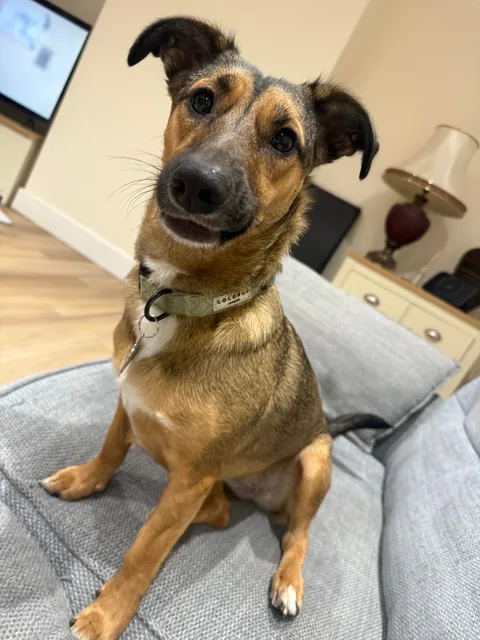 Before and after being told she can’t eat cat poo