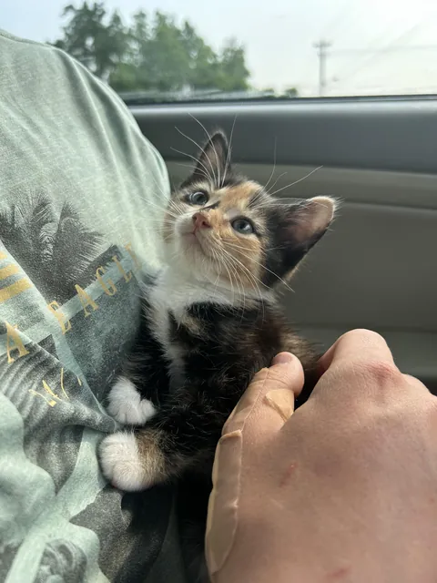 Help me name the new kitten! ??