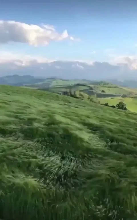 🔥 Sea of grass in Bologna, Italy