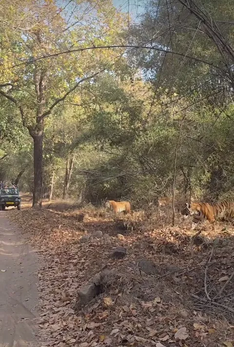 🔥Once in a lifetime sight of a mother tigress patrolling with her 5 cubs from 2 litters. A “pride” of Tigers.