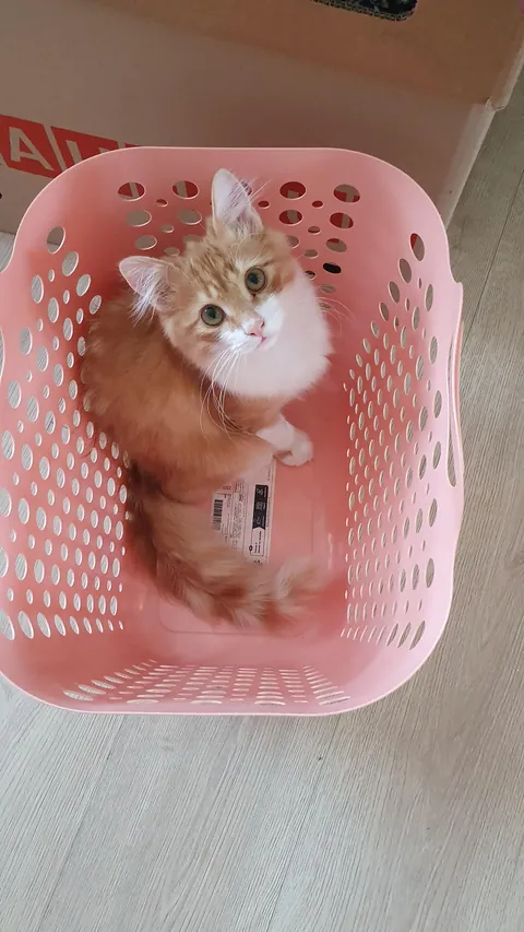 My rescue kitten, Pippi