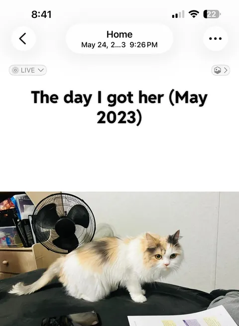 Update: I have the cat my student rehomed 3 years ago and thought had died.