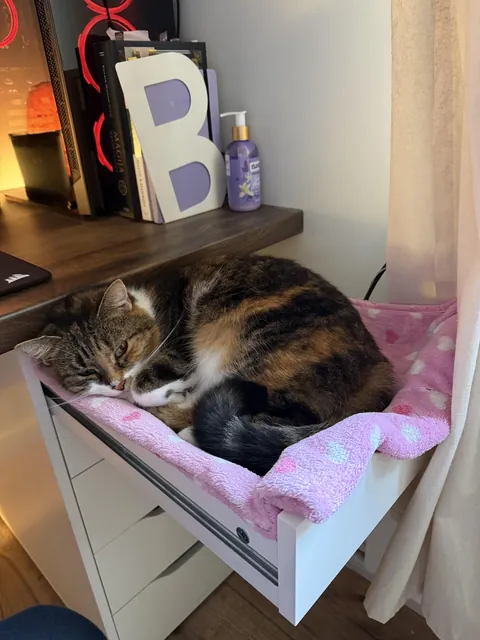 She loves to sleep in my desk drawer🥹🩷