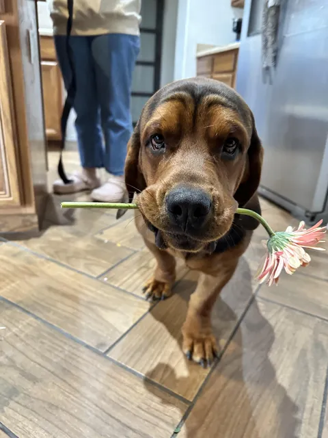 Frank the Tank is a romantic