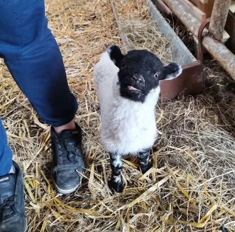 I’ve had Bramble for two years now. He was such a small lamb that I got him for free from a farmer, but he has grown into a very strong boy! I love him so much.