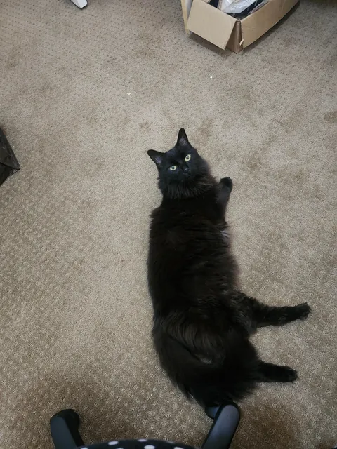 My Loki Passed - grief is hitting hard