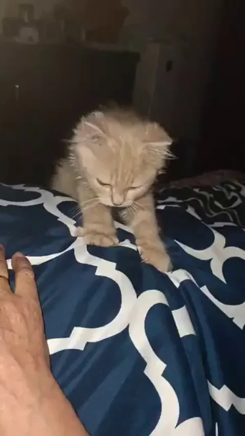 What's he doing? Is it normal?