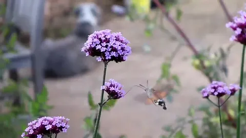 🔥 Hummingbird Hawk Moth collecting pollen. 🔥