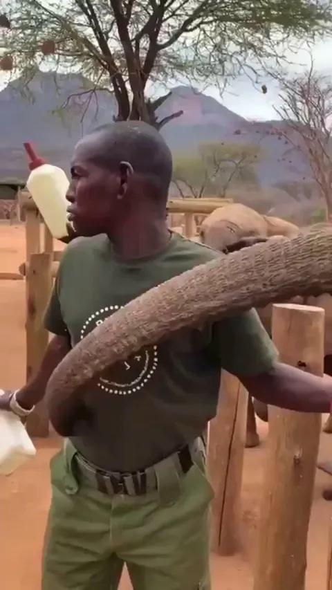 An elephant gives his keeper a hug and a kiss