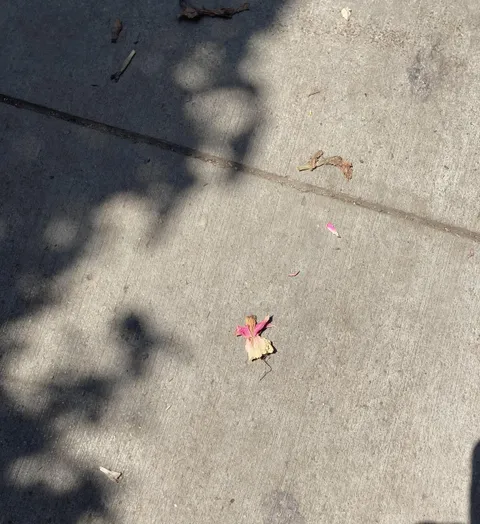 This flower looks like a girl dancing