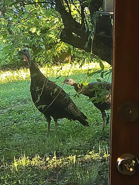 Turkeys have invaded my property