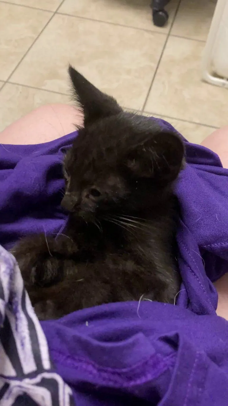 Found this little girl last night