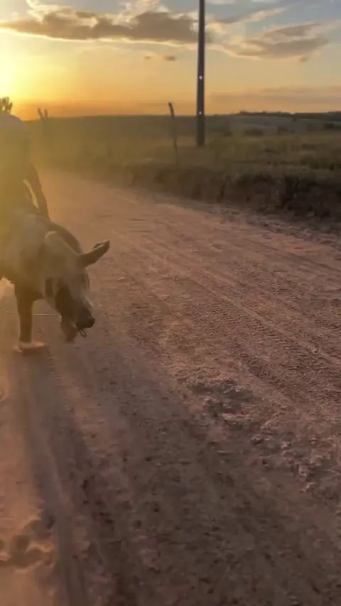 Boy returning from school