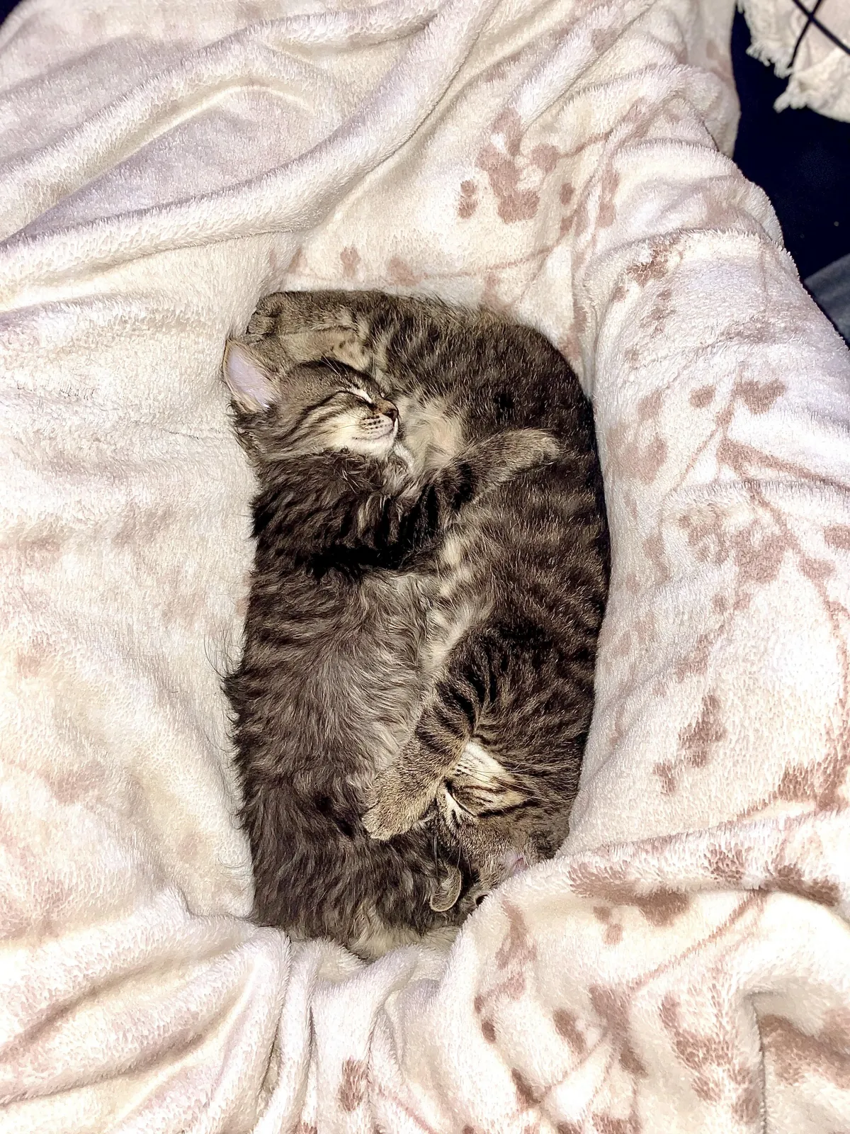 Meet Hazel &amp; Hunter — siblings who lost their mom (we found them), but never lost each other ❤️