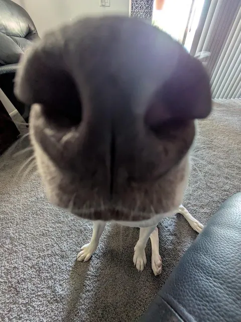 Nothin' but SNOOT!!