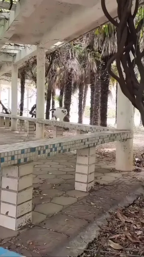 At first you don't even know what this creature is