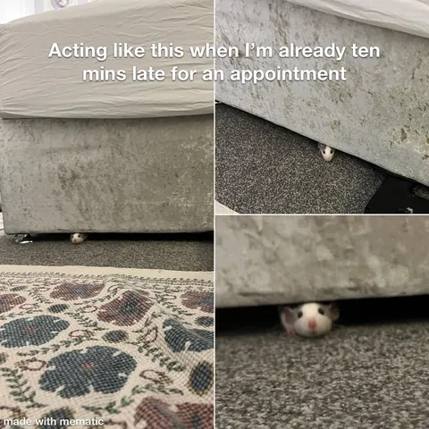 This week in RAT CRIMES 🚨