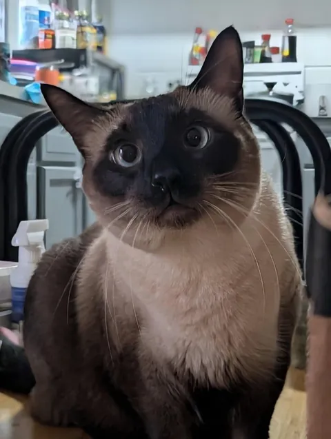 He was left in the toaster a little too long.