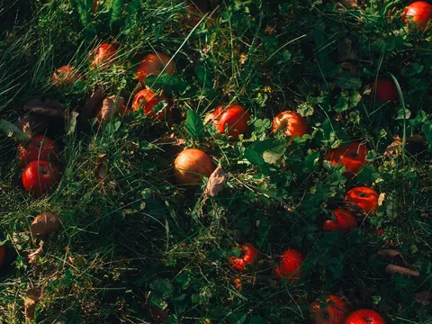 Nothing like a Vermont summer 🍎🛶⛰️
