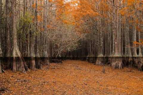 [OC][2180x1080] 4 years ago today I took my favorite photo ever of a drained cypress lake at George L. Smith State Park in Georgia, USA