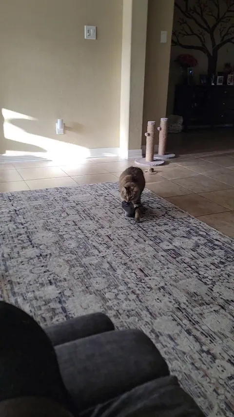 Anyone else have a cat who carries around random objects (mine keeps stealing socks!) and cries out while they carry it?