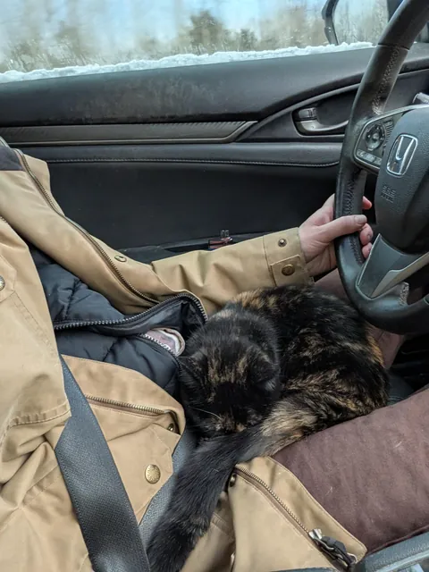 New to cat ownership, is this normal?