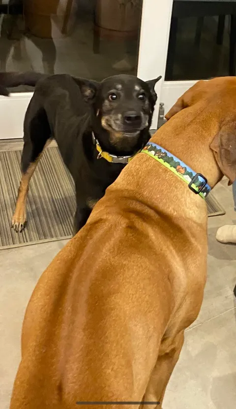 My dog made a new best friend this evening, and I think he’s in love. Happy Thanksgiving, everyone.