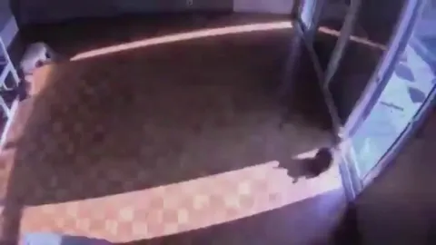 Soothing timelapse of cats following a sunbeam.