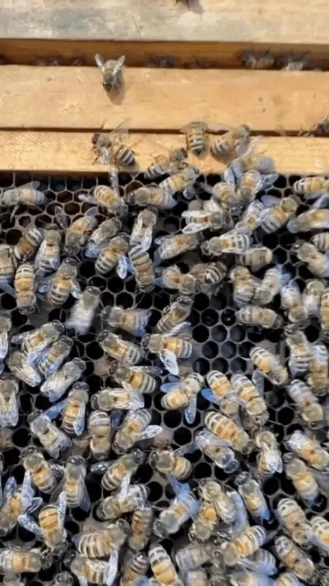 A bee performs what is known as the "waggle dance". This dance communicates to other members of the hive the direction and distance to patches of flowers, water sources, or new nest locations.