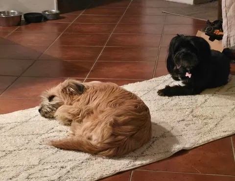 My two rescue girls. I absolutley adore them💙✨