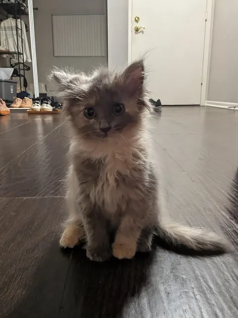 The first photo I took of my Cleo when I got her a year ago